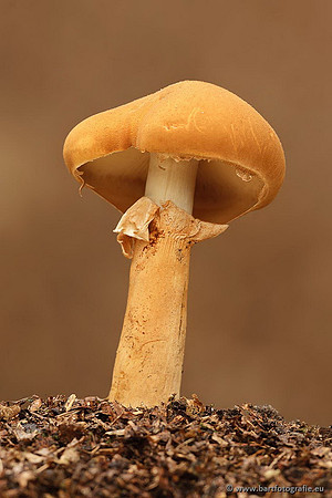 Paddenstoelen, Bart Fotografie-0748
