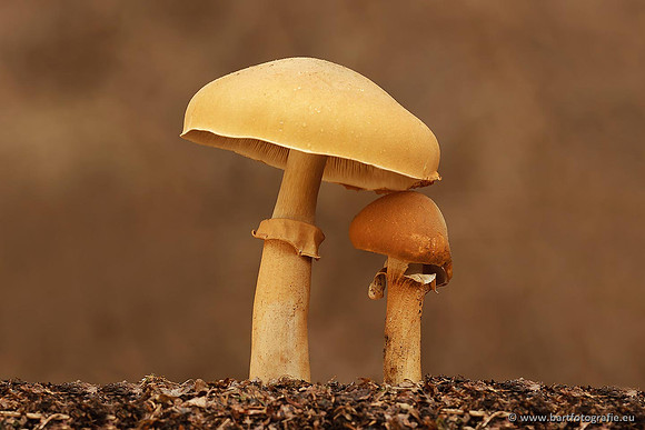 Paddenstoelen, Bart Fotografie-0749