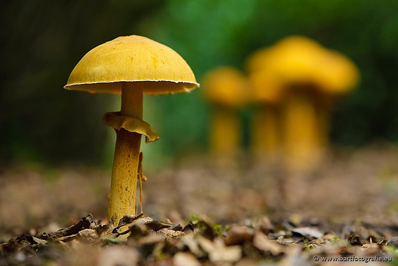 Paddenstoelen, Bart Fotografie-0750
