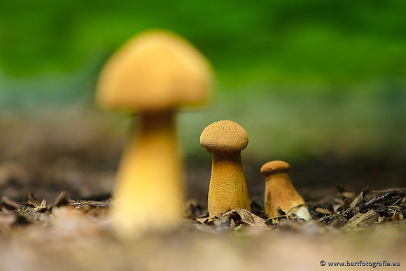 Paddenstoelen, Bart Fotografie-0751