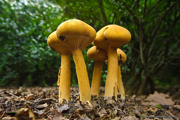 Paddenstoelen, Bart Fotografie-0752