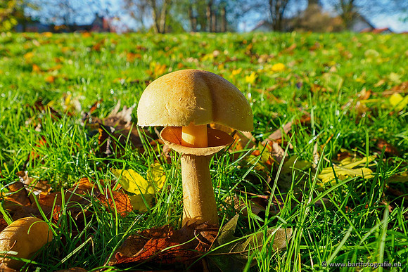 Paddenstoelen, Bart Fotografie-0753