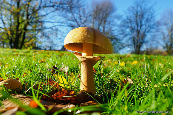 Paddenstoelen, Bart Fotografie-0754
