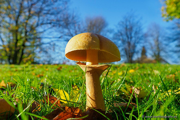 Paddenstoelen, Bart Fotografie-0755