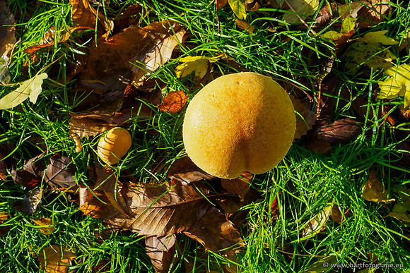 Paddenstoelen, Bart Fotografie-0756