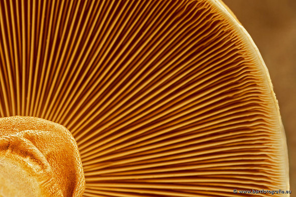 Paddenstoelen, Bart Fotografie-0758