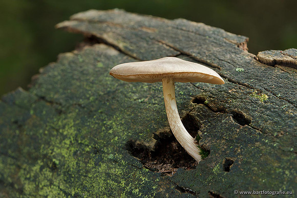 Paddenstoelen, Bart Fotografie-0759