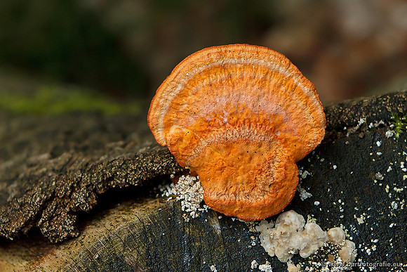 Paddenstoelen, Bart Fotografie-0760