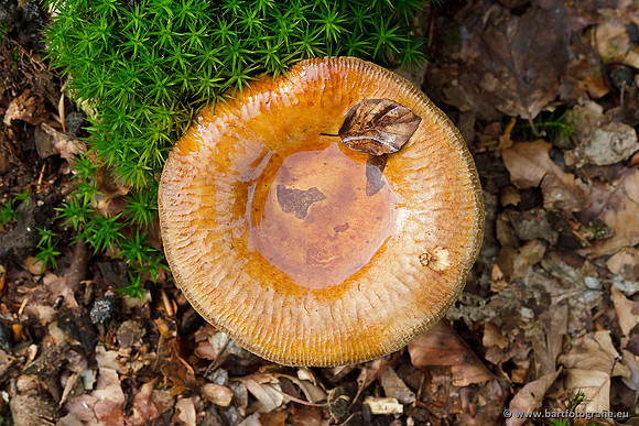 Paddenstoelen, Bart Fotografie-0762