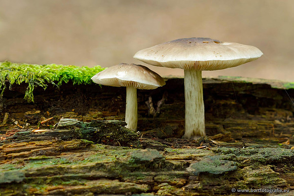 Paddenstoelen, Bart Fotografie-0763