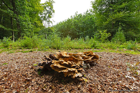 Paddenstoelen, Bart Fotografie-0764