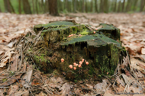 Paddenstoelen, Bart Fotografie-0765