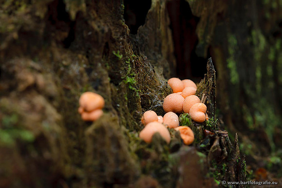 Paddenstoelen, Bart Fotografie-0766