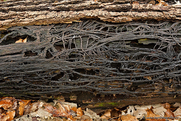 Paddenstoelen, Bart Fotografie-0767