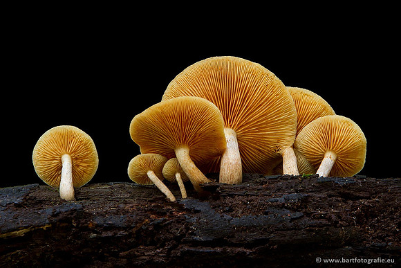 Paddenstoelen, Bart Fotografie-0769