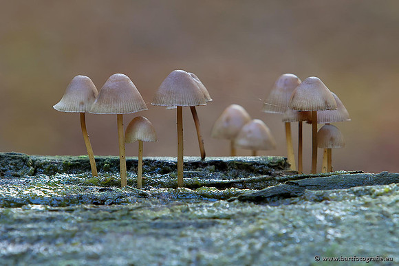 Paddenstoelen, Bart Fotografie-0768