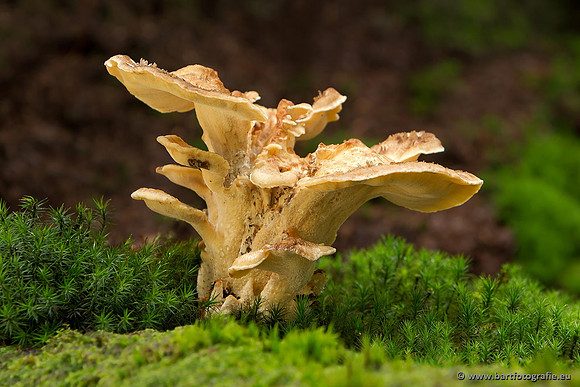 Paddenstoelen, Bart Fotografie-0770
