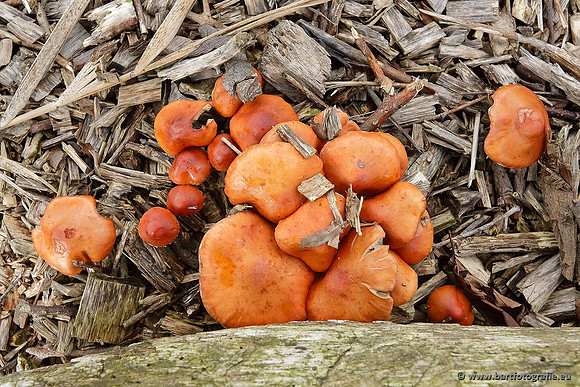Paddenstoelen, Bart Fotografie-0771