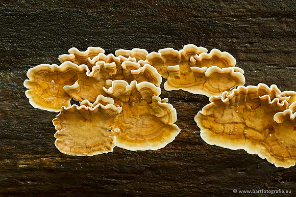 Paddenstoelen, Bart Fotografie-0772