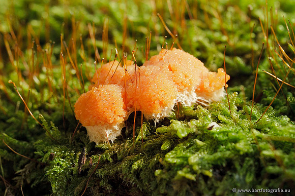 Paddenstoelen, Bart Fotografie-0773