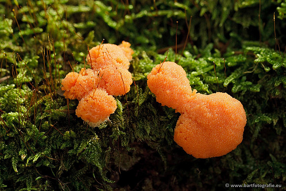 Paddenstoelen, Bart Fotografie-0774