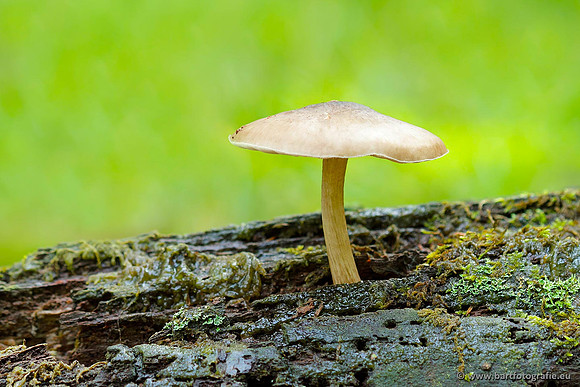 Paddenstoelen, Bart Fotografie-0775