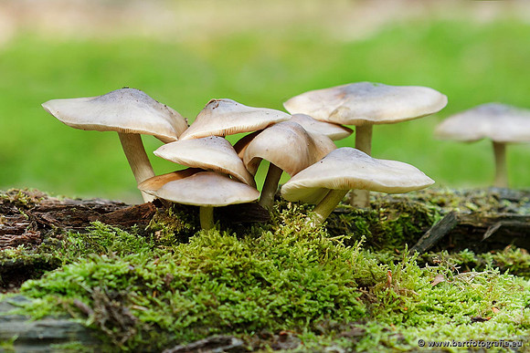 Paddenstoelen, Bart Fotografie-0776