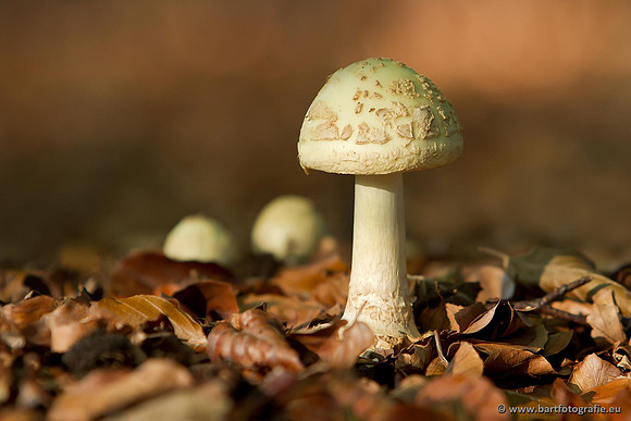 Paddenstoelen, Bart Fotografie-0777