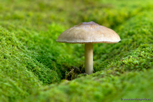 Paddenstoelen, Bart Fotografie-0778