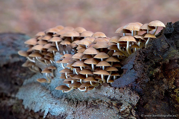 Paddenstoelen, Bart Fotografie-0779