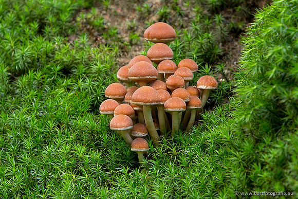 Paddenstoelen, Bart Fotografie-0781