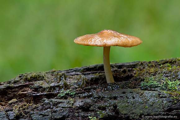 Paddenstoelen, Bart Fotografie-0782