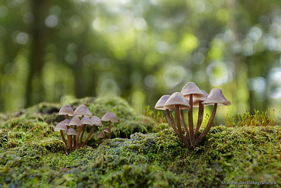 Paddenstoelen, Bart Fotografie-0784