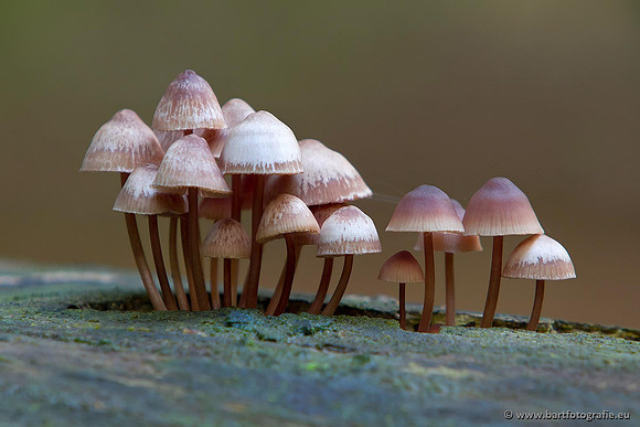 Paddenstoelen, Bart Fotografie-0783