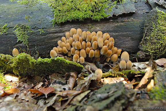 Paddenstoelen, Bart Fotografie-0785