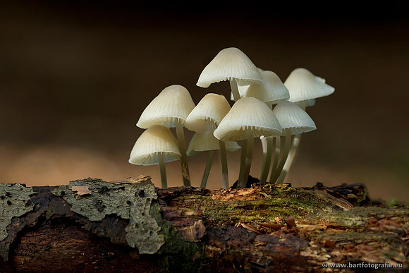 Paddenstoelen, Bart Fotografie-0786