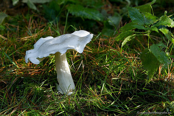 Paddenstoelen, Bart Fotografie-0787