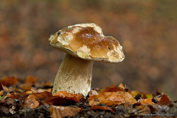 Paddenstoelen, Bart Fotografie-0788