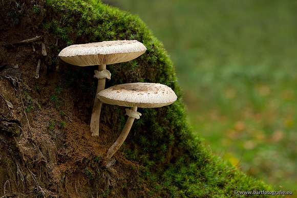 Paddenstoelen, Bart Fotografie-0789