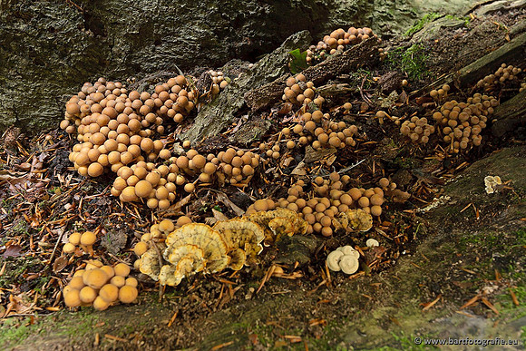 Paddenstoelen, Bart Fotografie-0790