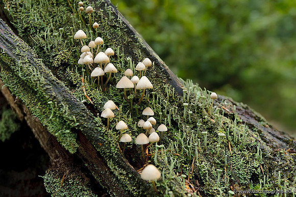 Paddenstoelen, Bart Fotografie-0791