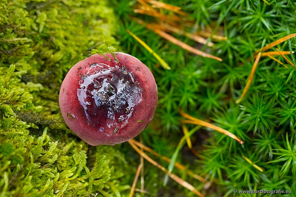 Paddenstoelen, Bart Fotografie-0792