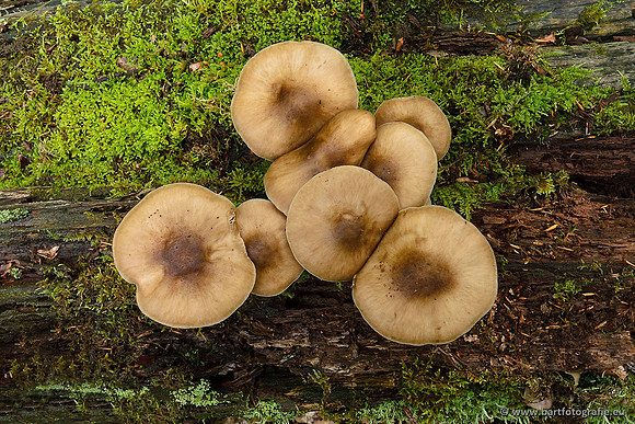Paddenstoelen, Bart Fotografie-0794
