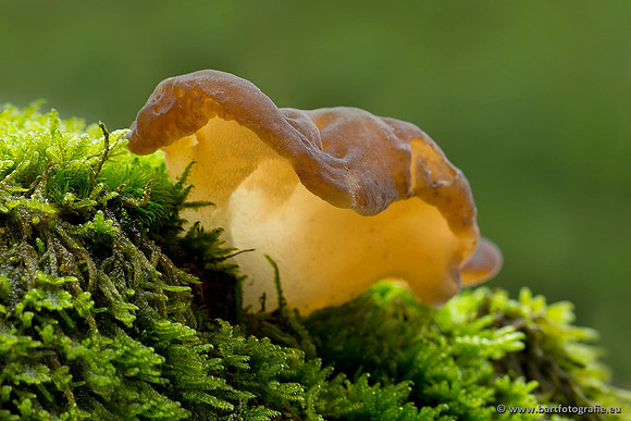 Paddenstoelen, Bart Fotografie-0793