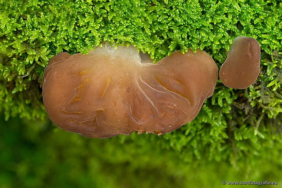 Paddenstoelen, Bart Fotografie-0795