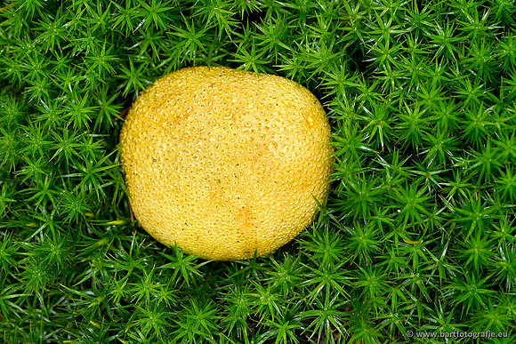 Paddenstoelen, Bart Fotografie-0796