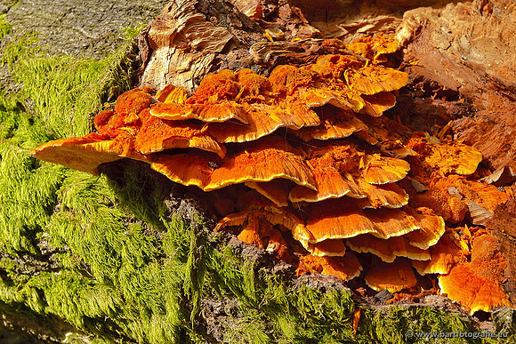 Paddenstoelen, Bart Fotografie-0797