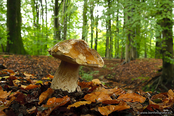 Paddenstoelen, Bart Fotografie-0799