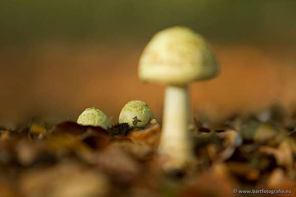 Paddenstoelen, Bart Fotografie-0798