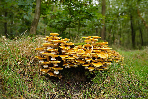 Paddenstoelen, Bart Fotografie-0800